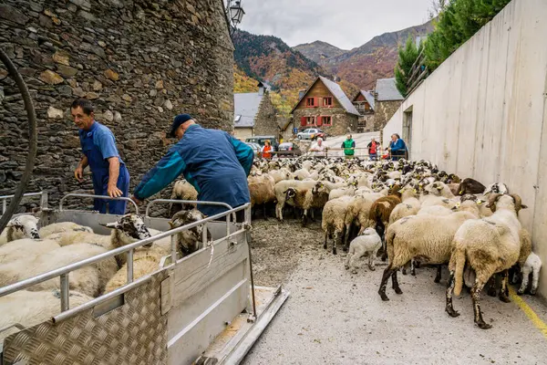 Aranese koyun sürüsü, Bausen, Aran Vadisi, Katalunya, Cordillera de los Pirineos, İspanya, Avrupa