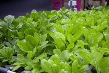 Taze ıspanak sebze tarlası. Hidrofonik metodla düzgünce düzenlenmiş.