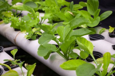 Taze ıspanak sebze tarlası. Hidrofonik metodla düzgünce düzenlenmiş.