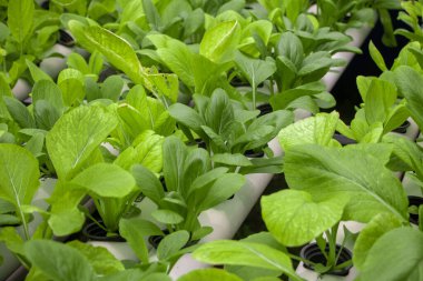 Taze ıspanak sebze tarlası. Hidrofonik metodla düzgünce düzenlenmiş.