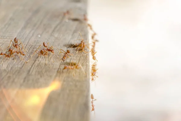 Fire Ants Looking Food Action Group Fire Ants Blurred Background Stockbild