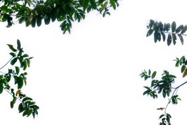 Beyaz arkaplanda yeşil yaprak izole edildi