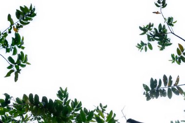 Beyaz arkaplanda yeşil yaprak izole edildi