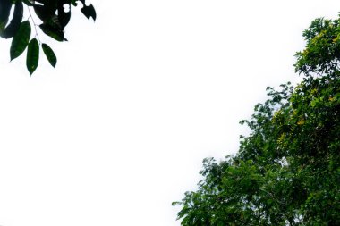 Beyaz arkaplanda yeşil yaprak izole edildi