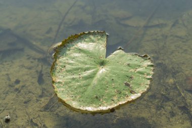Beautiful pink lotus flower with a green leaf in the pond. A pink lotus water lily blooming on the water, magical spring,summer dreamy background