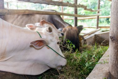 Sürdürülebilir, tarım ve inekler sağlık, sağlık ve süt ürünleri için bir çiftlikte yemek yiyorlar. Çevre dostu, doğa ya da kırsal kesimdeki çiftlik hayvanı ortamında sanayi, tarım ve sığır besleme.