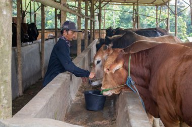 Serang, Endonezya - 19 Haziran 2020: Sürdürülebilir tarım ve inekler sağlık, sağlık ve süt ürünleri için bir çiftlikte yemek yiyorlar. Çevre dostu, doğa ya da kırsal kesimdeki çiftlik hayvanı ortamında sanayi, tarım ve sığır besleme.