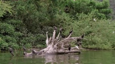 Sumidero Kanyonu 'ndaki kuru bir sandıkta dinlenen bir grup su kuşu. Chiapas vahşi yaşamı kavramı
