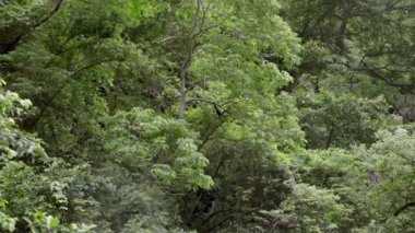 Sumidero Kanyonu 'ndaki bir ağaç dalında sallanan bir örümcek maymunu var. Chiapas vahşi yaşamı kavramı