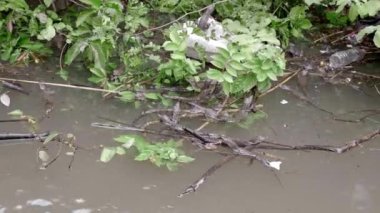 Timsah yavruları Sumidero Kanyonu 'ndaki kirli bir nehirde yüzüyorlar. Küresel ısınma kavramı