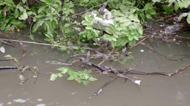 Krokodilbabys Schwimmen Einem Verseuchten Fluss Sumidero Canyon Konzept Der Globalen — Stockvideo