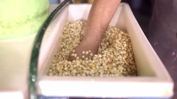 Дорослий Латиноамериканець Готує Зерно Приготування Тортільї Концепція Максіканської Гастрономії — стокове відео