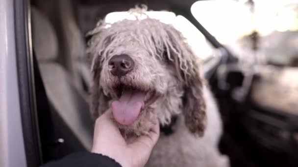 Genç Bir Adam Mutlu Köpeğini Minibüsün Içinde Okşuyor Evcil Hayvanınla — Stok video