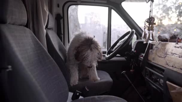 Ένα Σκυλί Του Νερού Είναι Ξαπλωμένο Ένα Κάθισμα Οδηγού Φορτηγού — Αρχείο Βίντεο