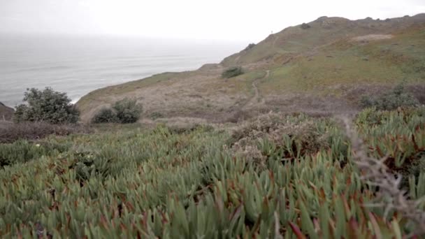 Small Trail Leading Man Enjoying Coast Landscape Covered Plants Concept — Stock Video