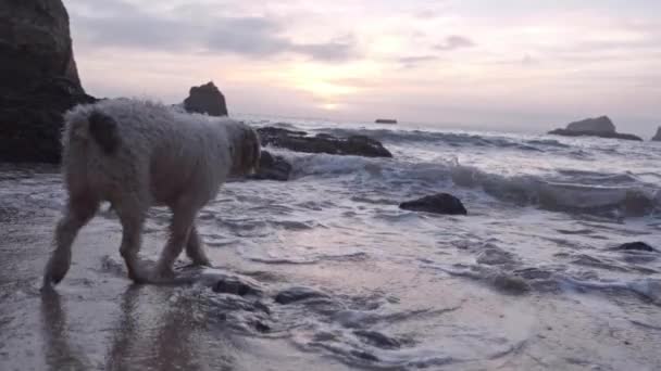 ポルトガルのジョアオ アレスのビーチで日没の間に水の犬が海にフィンを持っています ペットの休日の概念 — ストック動画