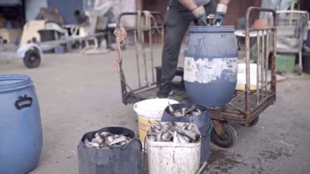Nelayan Mengisi Ember Dengan Ikan Segar Pelabuhan Konsep Rutinitas Kerja — Stok Video
