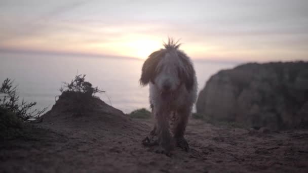 海岸で日没の間に遊ぶために水の犬が彼の棒を提供しています 自然の中でのペットの概念 — ストック動画