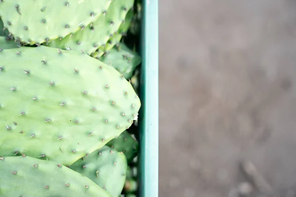 Some harvested nopales are stacked inside of a crate. Concept of mexican agriculture