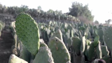 Close up video of a nopal tuna ready to be harvested during the sunset. Concept of mexican agriculture