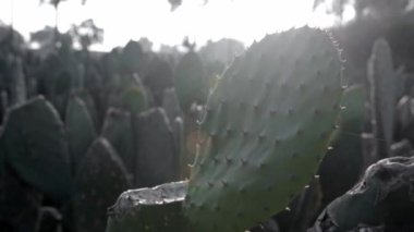 Close up video of a nopal tuna ready to be harvested during the sunset. Concept of mexican agriculture