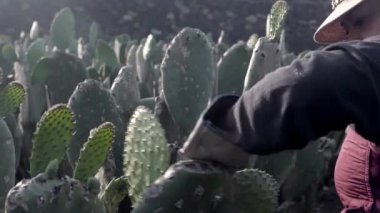 An adult woman is harvesting nopal with the hands filling a bucket. Concept of mexican agriculture