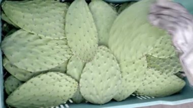 A young farmer is using gloves to stack nopales in a crate after havesting. Concept of mexican agriculture