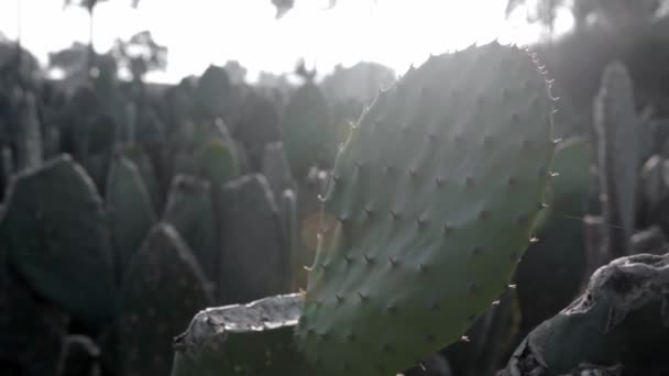 Закройте Видео Тунцом Готовым Сбору Закате Концепция Мексиканского Сельского Хозяйства — стоковое видео