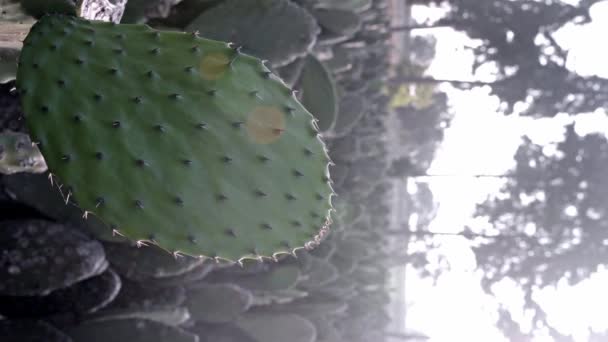 Close Video Nopal Tuna Ready Harvested Sunset Concept Mexican Agriculture — Stock video
