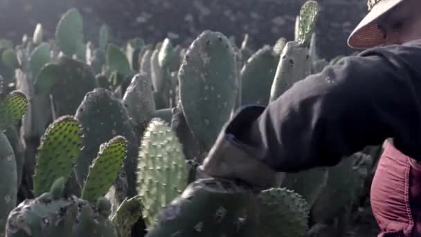 Adult Woman Harvesting Nopal Hands Filling Bucket Concept Mexican Agriculture — Vídeo de stock