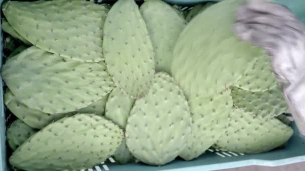 Young Farmer Using Gloves Stack Nopales Crate Havesting Concept Mexican — Video