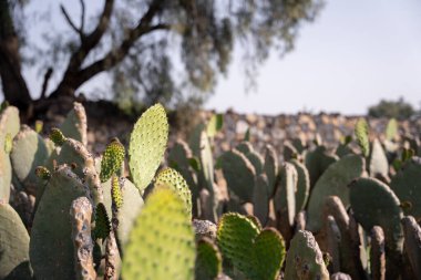 A selective focus photography of some nopal tunas ready to be harvested. Concept of mexican agriculture