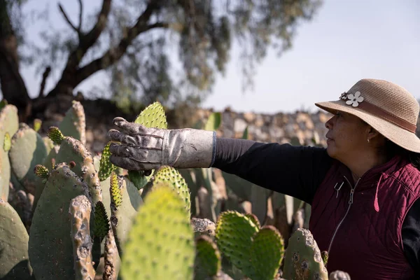 An adult woman is harvesting nopal tunas with the hands wearing a hat. Close up. Concept of mexican agriculture