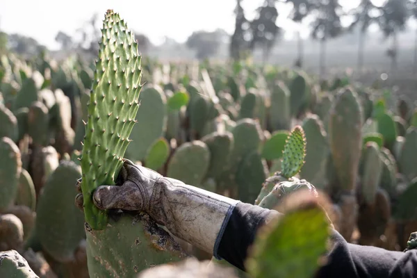 An adult woman is harvesting nopal with the hands wearing protective gloves. Close up. Concept of mexican agriculture