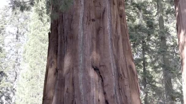 カリフォルニア州セコイア国立公園のレッドウッドの森にある巨大なセコイアの幹のビデオを引き上げます 自然保護公園の概念 — ストック動画