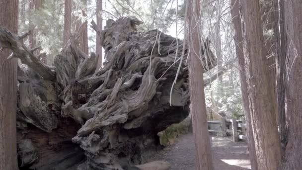 加利福尼亚州红杉国家公园的红杉林中 一只巨大的落下来的红杉树干躺在地板上 自然保护区的概念 — 图库视频影像