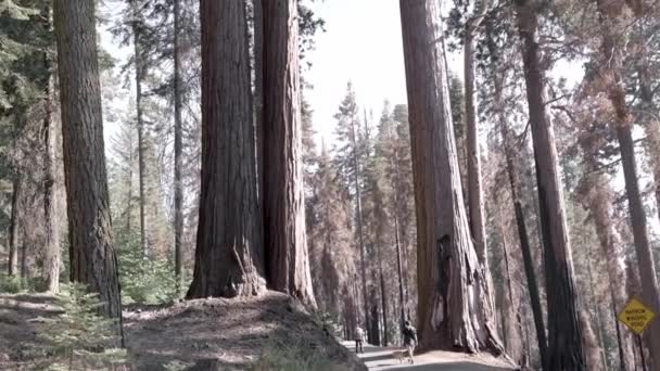 Two Young Men Walking Dogs Giant Redwood Forest Sequoia National — Stock Video