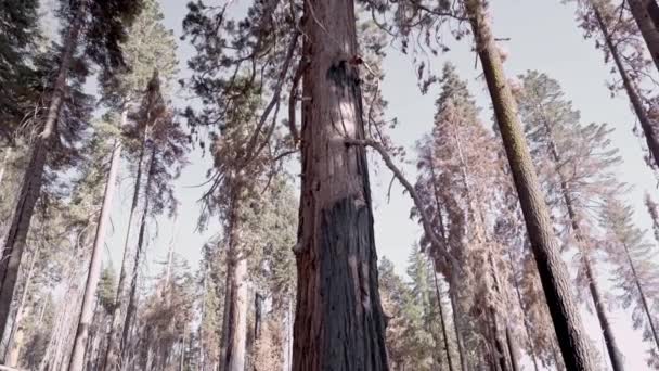 Verwerkte Video Van Een Verbrande Mammoetboom Het Redwood Bos Van — Stockvideo