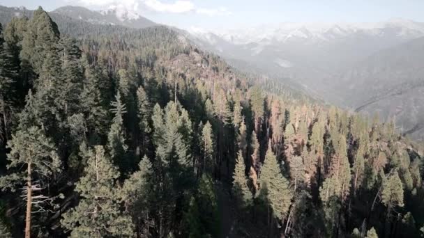 カリフォルニア州セコイア国立公園の巨大な森の空中ドローンビュー 自然保護公園の概念 — ストック動画
