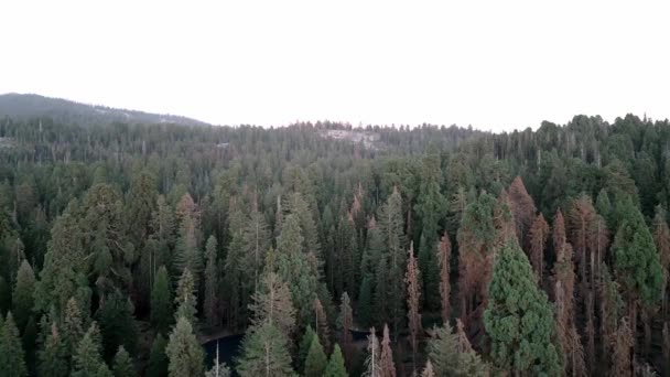 Aerial Drone View Giant Forest Sequoia National Park California Concept — Wideo stockowe
