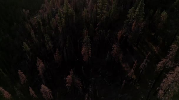 Birds Eye Aerial View Burned Area Redwood Forest Sequoia National — Stok video