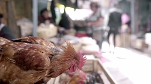 Niektóre Żywe Kurczaki Czekają Sprzedaż Meksykańskim Straganie Ulicznym Pojęcie Meksykańskiego — Wideo stockowe