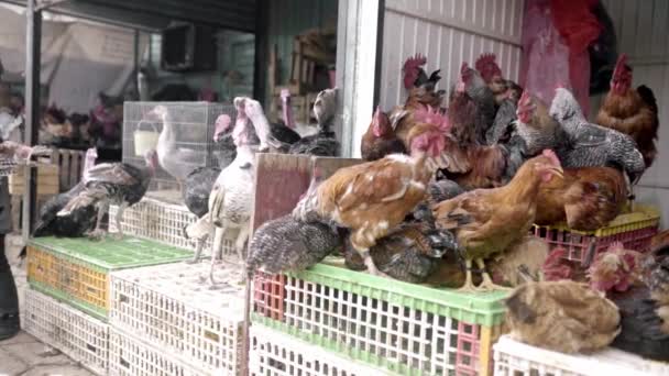 Niektóre Żywe Kurczaki Indyki Czekają Sprzedaż Meksykańskim Straganie Ulicznym Pojęcie — Wideo stockowe
