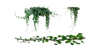 Yeşil yapraklar, yeşil ağaçlar, orman üzümleri sarmaşık sarmaşıkları, sarmaşık çalıları, beyaz arka planda izole edilmiş kırpma yolları..