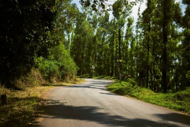 Ormanın ortasında asfalt yol. Hindistan.