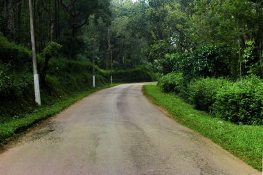 Hindistan, Chikmagalur 'daki yemyeşil güzel ormandan geçen yol.