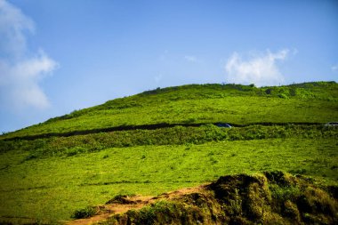 Güzel yeşil çimenler, Chikmagalur 'un dağ zirvesi, Hindistan
