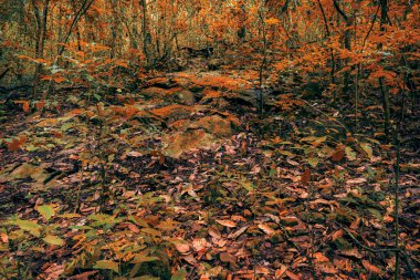 Ormanda sonbahar yaprakları, yerde ağaç yaprakları .