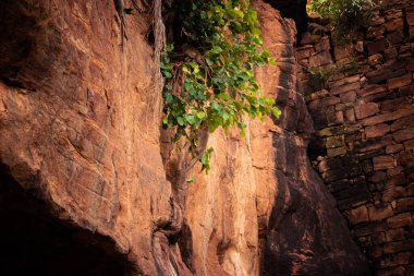 Kum taşı tepesinde büyüyen tırmanan maymun bitkileri..