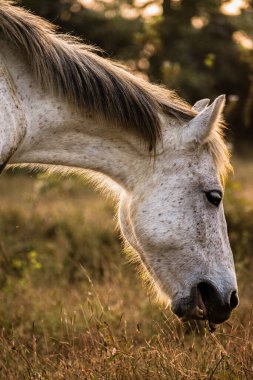 Güzel gri at gün batımında çimen yiyor, altın saat, portre çekimi.